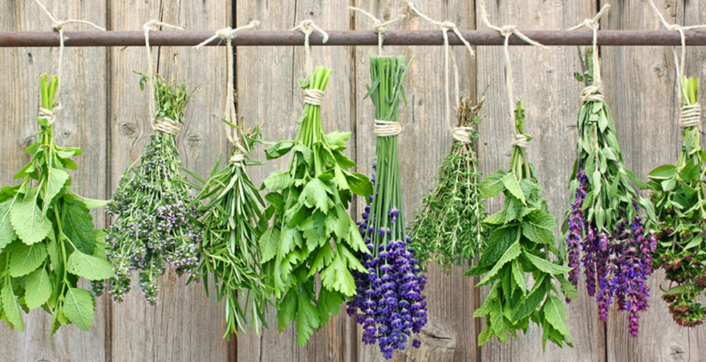 Healing herbs used in organic skincare for healthy-looking skin.